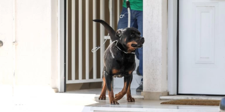 Το ροτβάιλερ που σκότωσε το μωρό στα Γλυκά Νερά διχάζει τους φιλόζωους και την κοινωνία